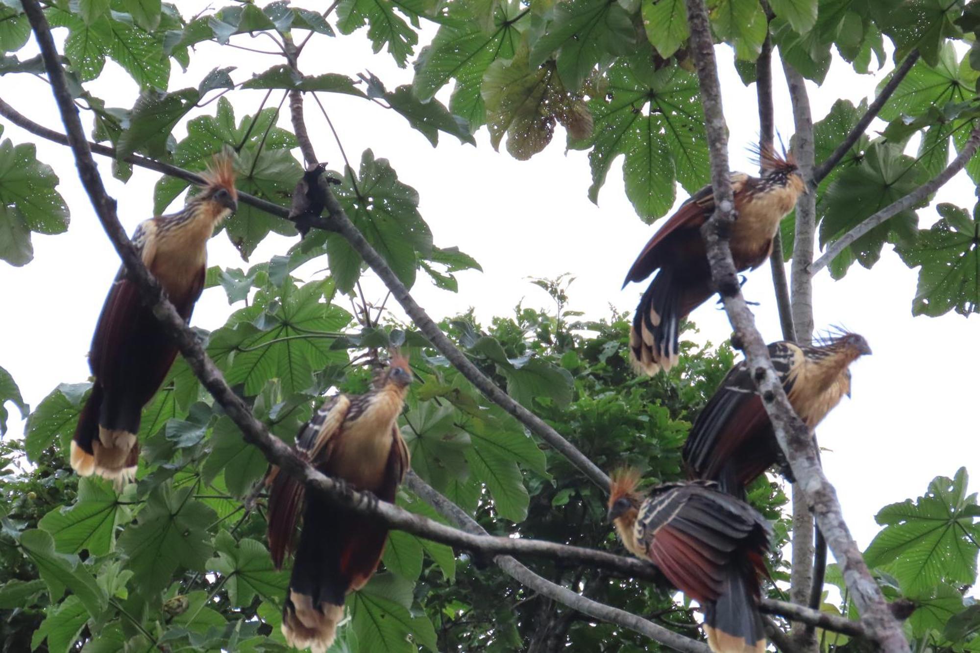 Hospedaje Y Tours Reina Arriera Amazonas Colombia Macedonia Eksteriør bilde