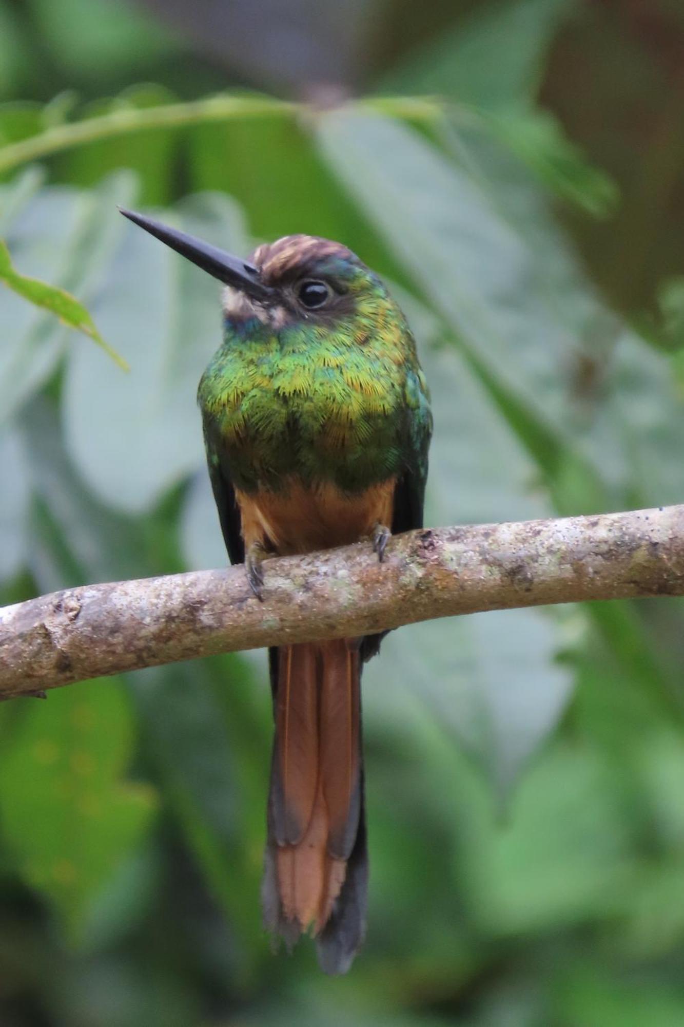 Hospedaje Y Tours Reina Arriera Amazonas Colombia Macedonia Eksteriør bilde