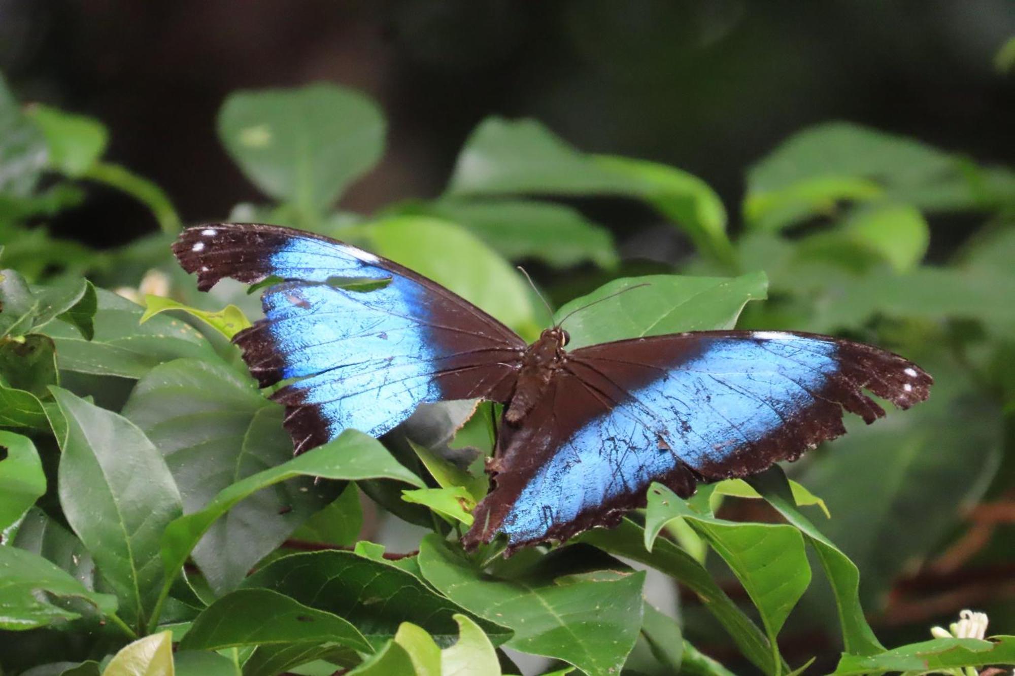 Hospedaje Y Tours Reina Arriera Amazonas Colombia Macedonia Eksteriør bilde